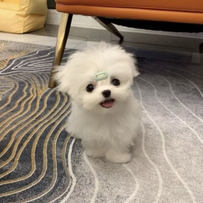 小动物系列 萌萌的像拿了头像的你一样可爱