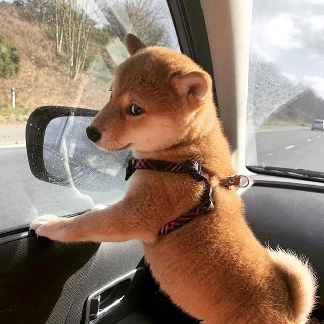 柴犬