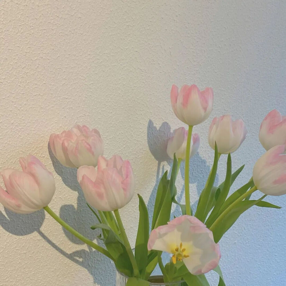 "单打独斗的爱情,得到了也是寂寞的" 粉色郁金香背景图 朋友圈背景