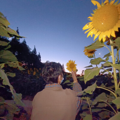 情侣头像向日葵与阳光图片
