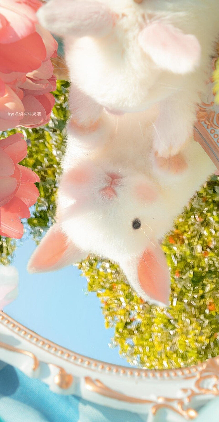 可爱的小兔兔79 