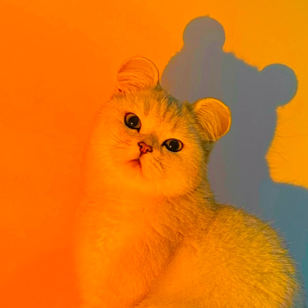 猫咪头像
