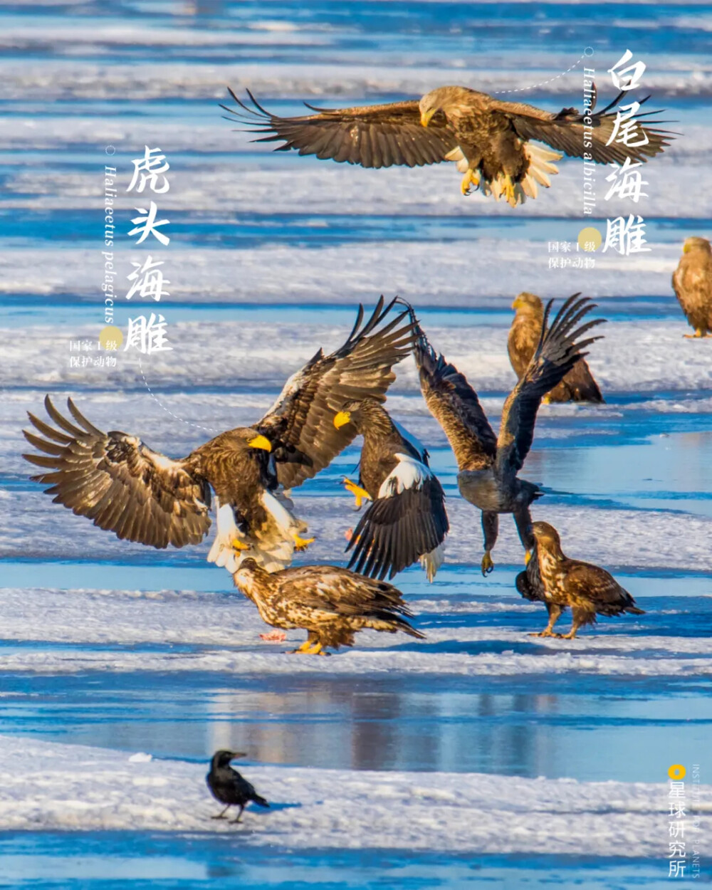 冰面上争抢食物的虎头海雕与白尾海雕二者均是我国一级保护动物摄影师