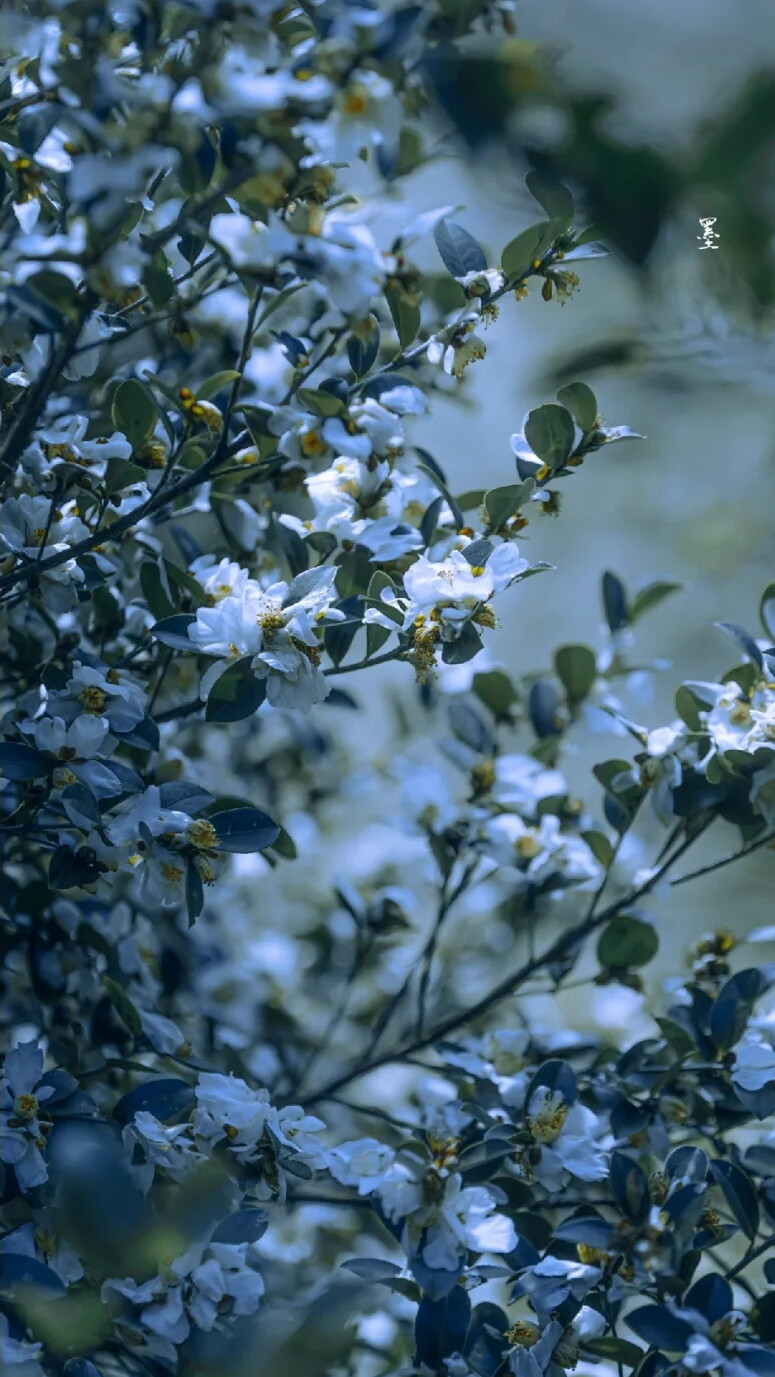 白山茶花壁纸ins风图片