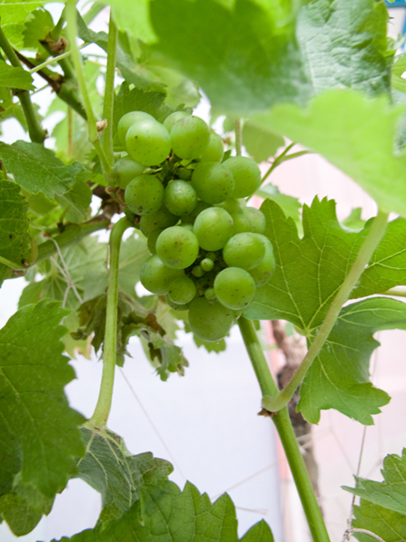 perennials : string gardens  a class=shortlnk href=/s/14a5ba0