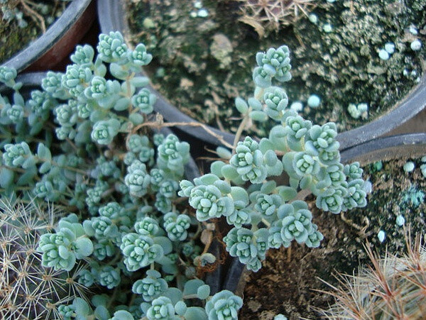 景天属 sedum - 堆糖,美图壁纸兴趣社区