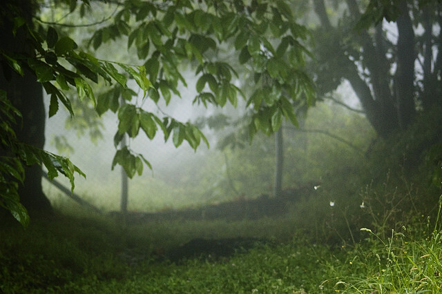 2015年11月28日 8:48   关注  森林 绿叶 雨水 雨景 评论 收藏