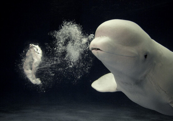 吐泡泡的白鲸