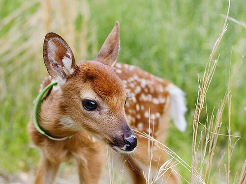 deer.