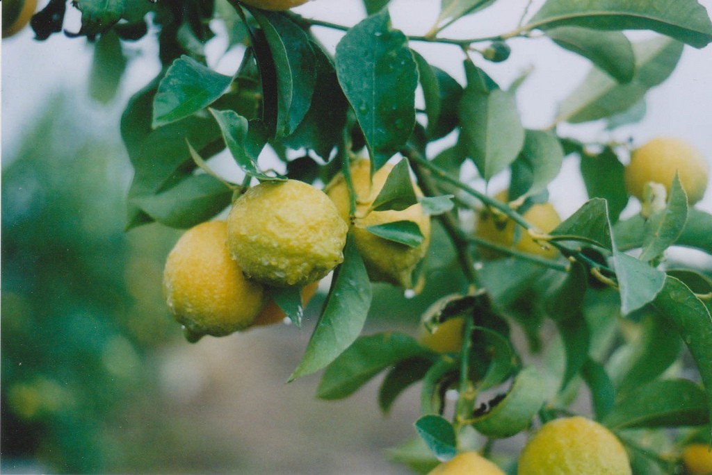 abbytryagain-lemon tree.