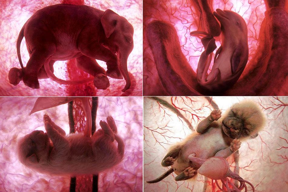 摄影师运用多种技术拍摄子宫内动物胚胎