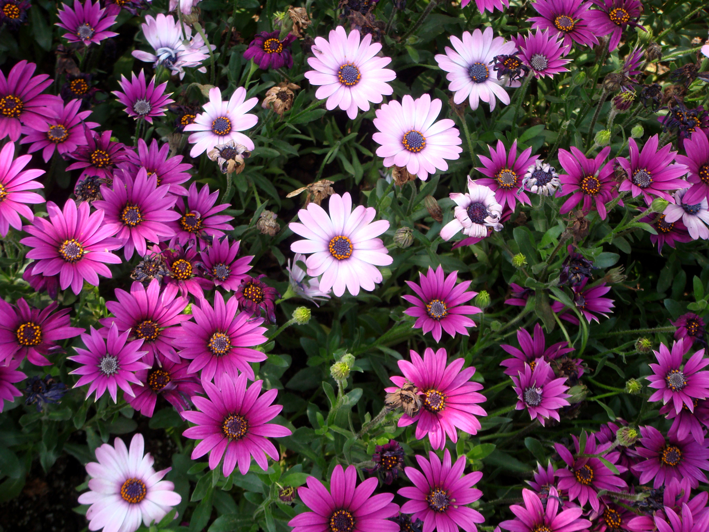 南非万寿菊,蓝目菊属~蓝眼睛花心.