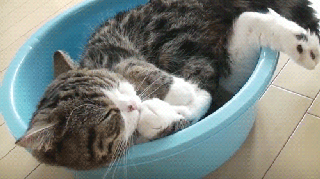 我爱洗澡皮肤好好,嗷嗷嗷