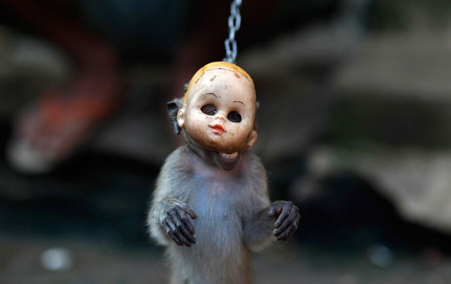 时间2011年4月25日,印尼雅加达,一只带着面具的猴子在街头表演猴面舞