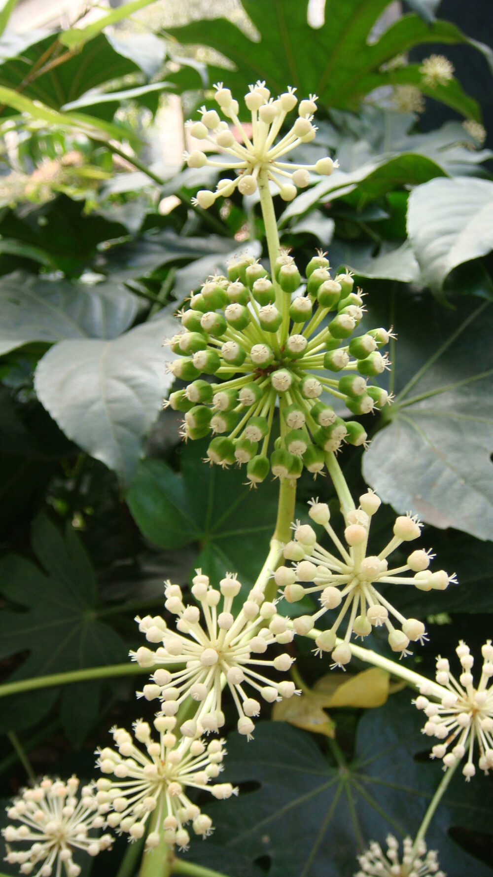 五加科的八角金盘~~花序球状.