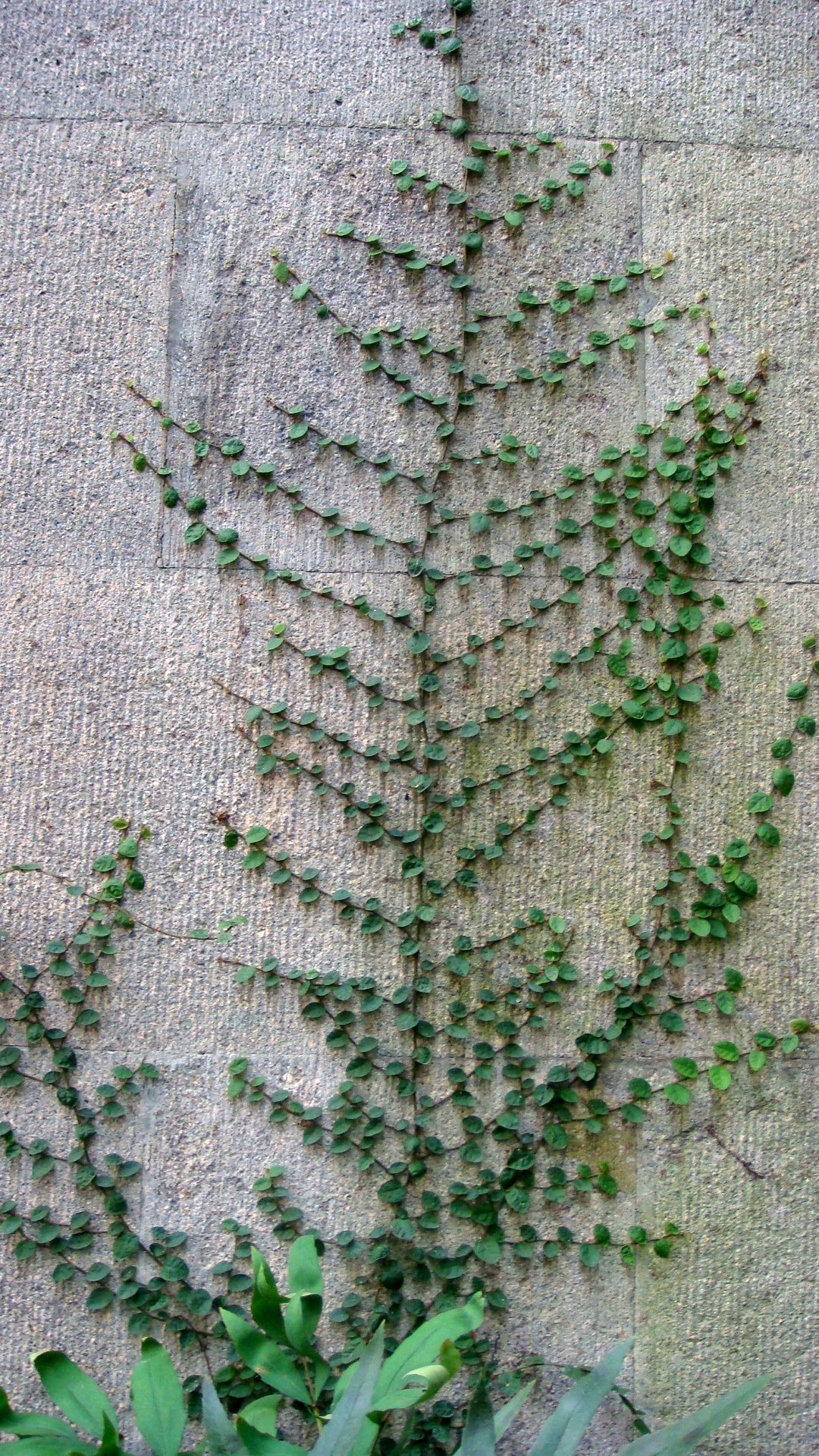 掌叶薜荔生长环境图片