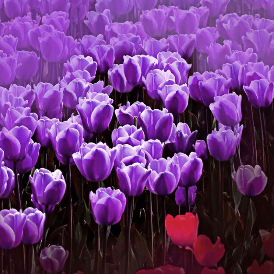 紫色郁金香头像图片