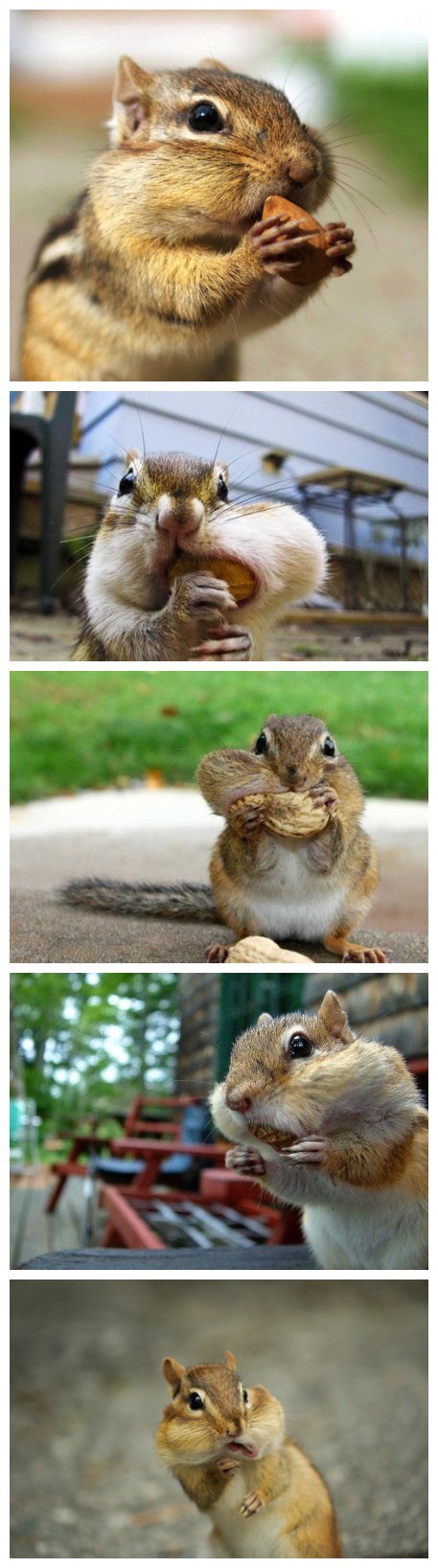 可爱的小松鼠吃东西