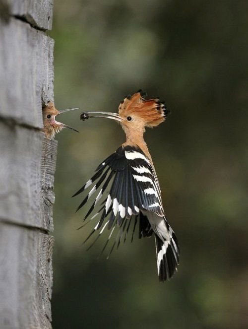 啄木鸟喂食的瞬间抓拍