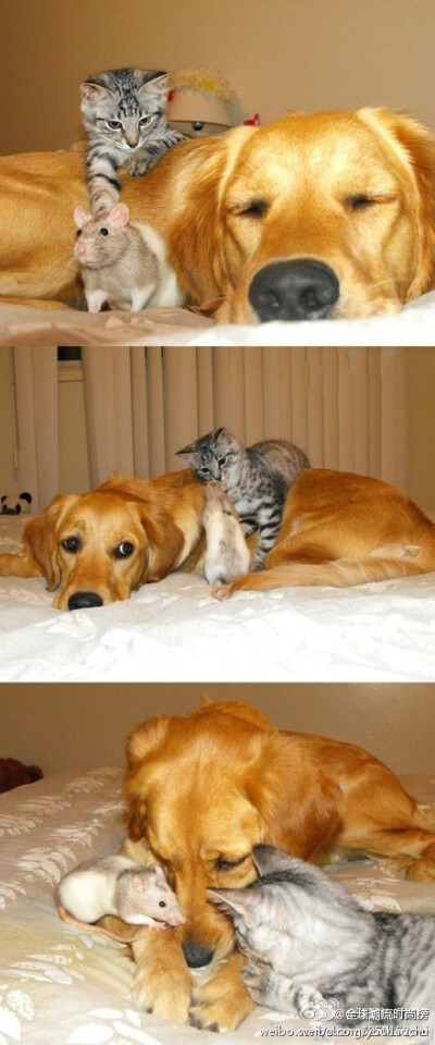 猫咪&狗狗&老鼠
