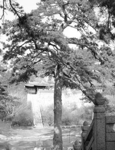高大的松树是万年松,高20余米,树干围长4米,是耶律倍在闾山居住时所栽