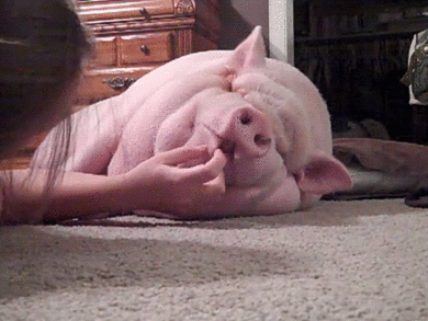 起床了猪猪表情包图片