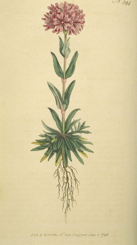 英国皇家植物园杂志图欣赏_绘画艺术_基础