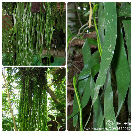 瓶尔小草防除图片