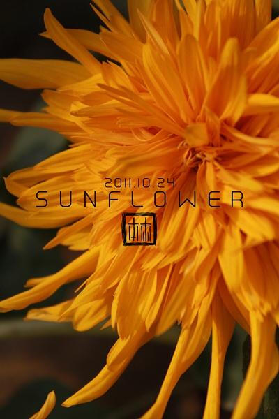 sunflower艺术字图片