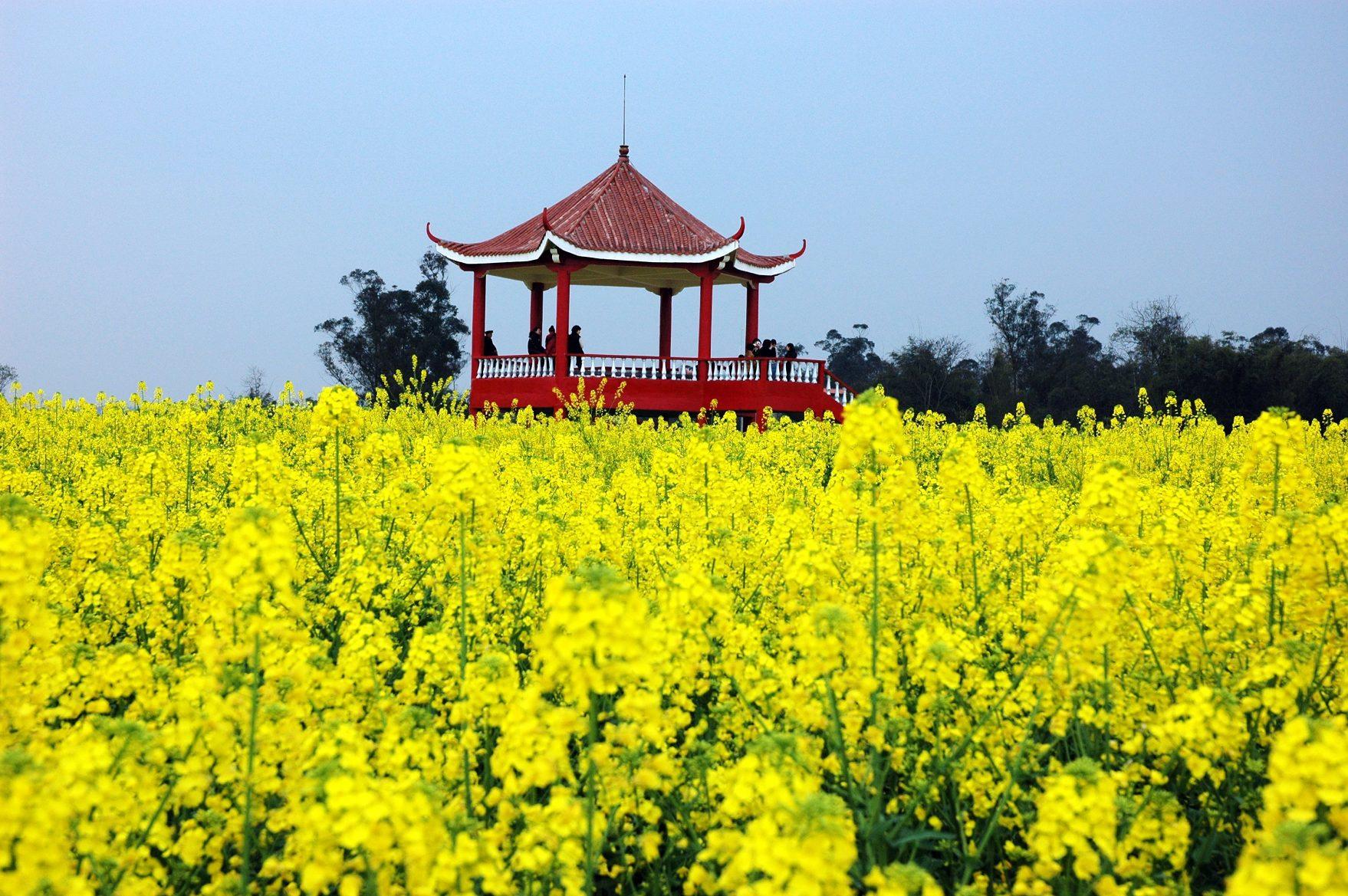 潼南油菜花三月,四月为赏花期