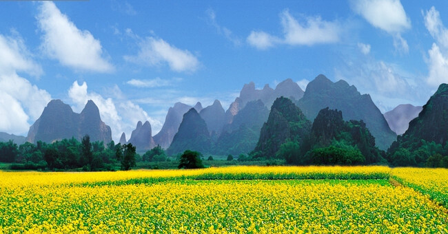 2012年油菜花什么时候开? 国内十大著名