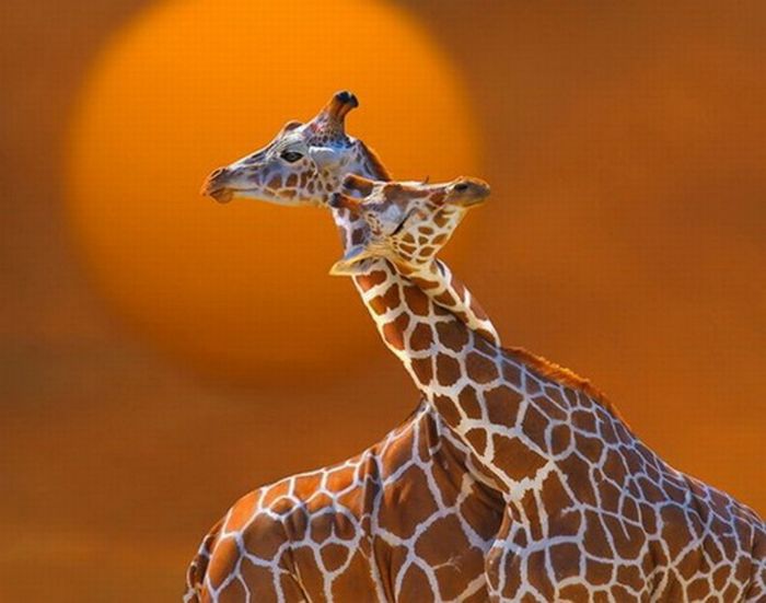 长颈鹿科唯美图片