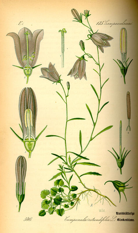 学校和家庭使用的彩绘植物图志,1885年首次印刷,包含700幅彩色手绘图