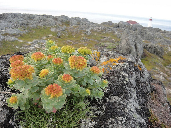 sedum rosea