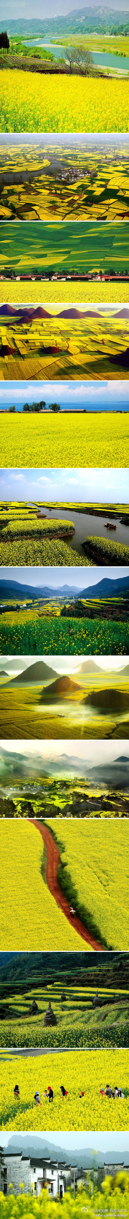 中国最大油菜花海图片