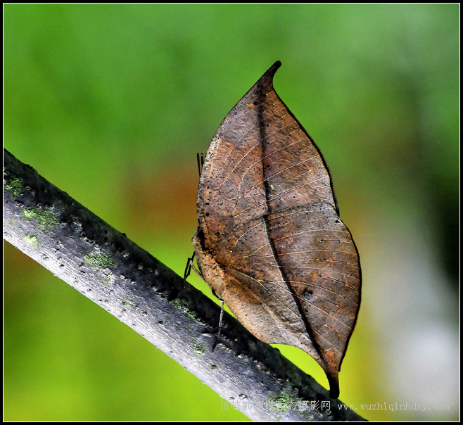 枯叶蛱蝶 kallima inachus doubleday