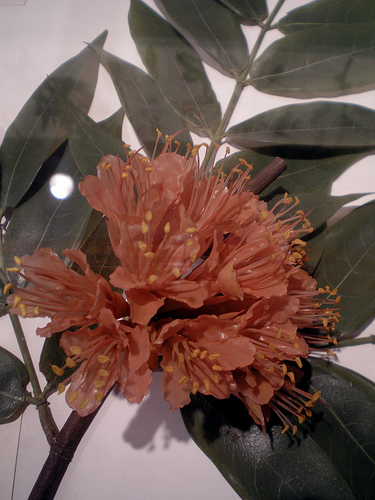 哈佛自然历史博物馆的玻璃花 不要怀疑这些花朵是真的,它们全部由玻璃