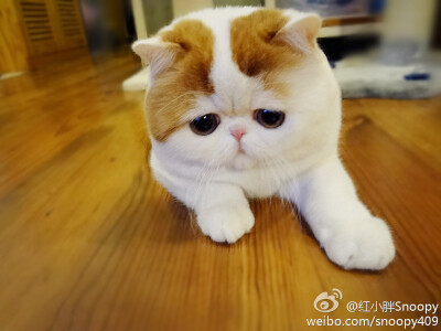 颤抖吧,人类~~~喵星人snoopy招牌的委屈无辜表情来啦!