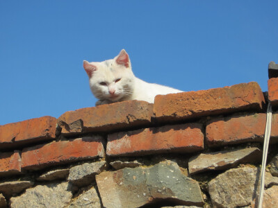 奶奶家墙头的猫猫,阳光藏在它的猫猫尖上