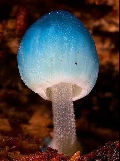 mycena interrupta(炫蓝蘑菇,俗称"精灵的梧桐(pixies parasol,是