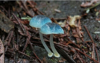 mycena interrupta(炫蓝蘑菇,俗称"精灵的梧桐(pixies parasol,是