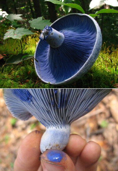 蓝绿乳菇(lactarius indigo,又名靛蓝乳菇,是一种可食用真菌,广泛