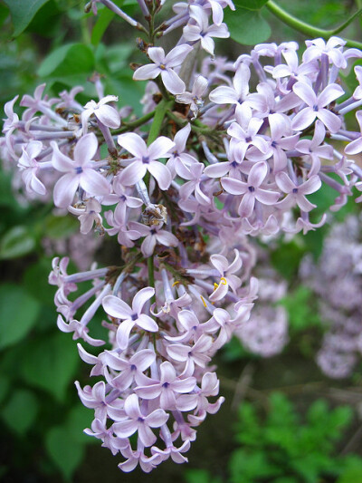 长寿花紫丁香图片图片