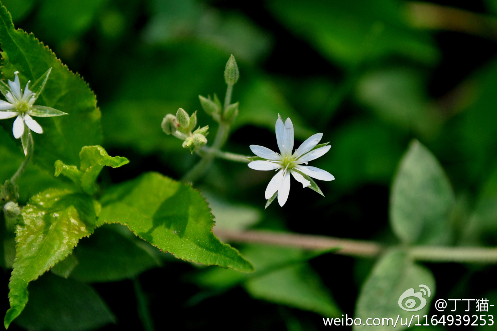 箐姑草,石竹科繁缕属 stellaria.箐姑草 stellaria vestita kurz.