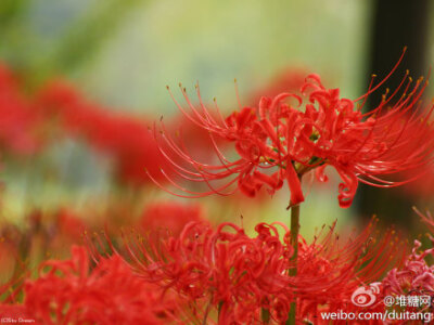 地狱之花