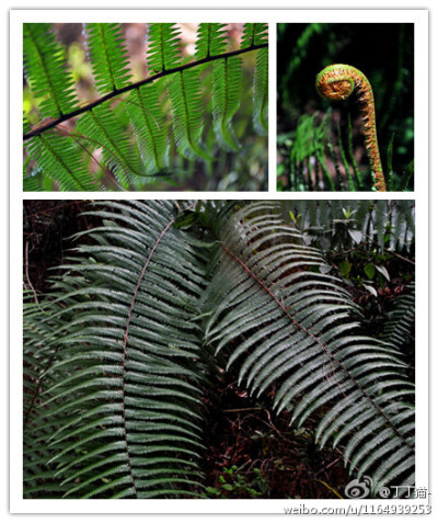 古老的真蕨类植物,里白科gleicheniaceae 里白属 hicriopteris presl.