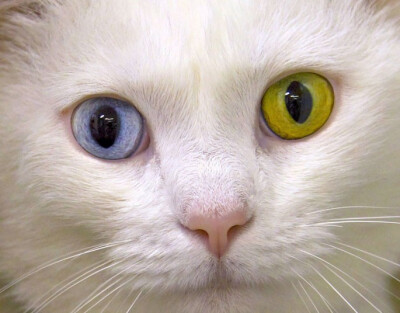 金色瞳孔的动物图片