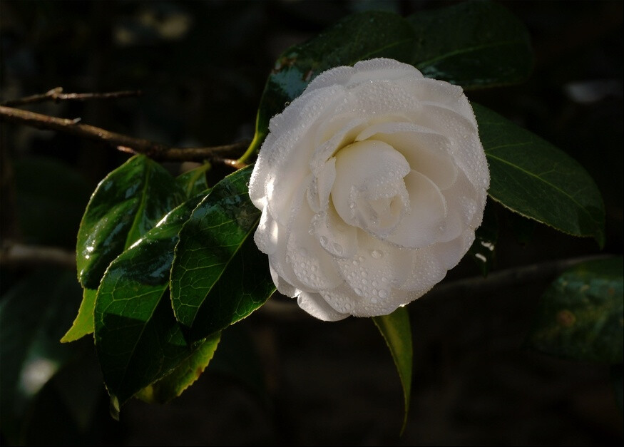 茶花,又名山茶花(学名:camellia japonica),山茶科植物,属常绿灌木和