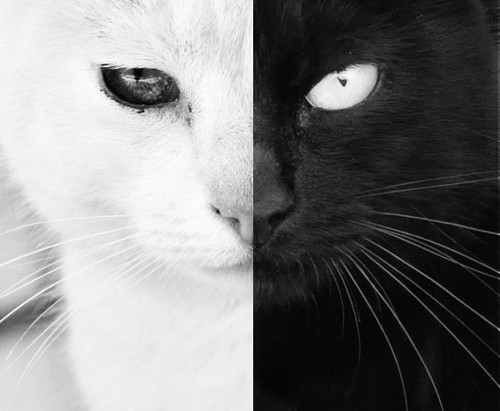 黑猫情侣头像一对图片