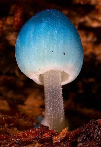 传说,吃下这种蘑菇后眼睛可以变成蓝色.